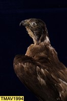 鳳頭蒼鷹藏品圖，第13張